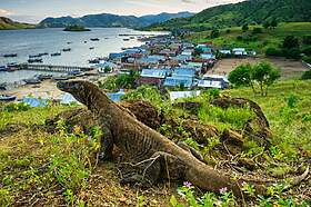 Ostrov Komodo