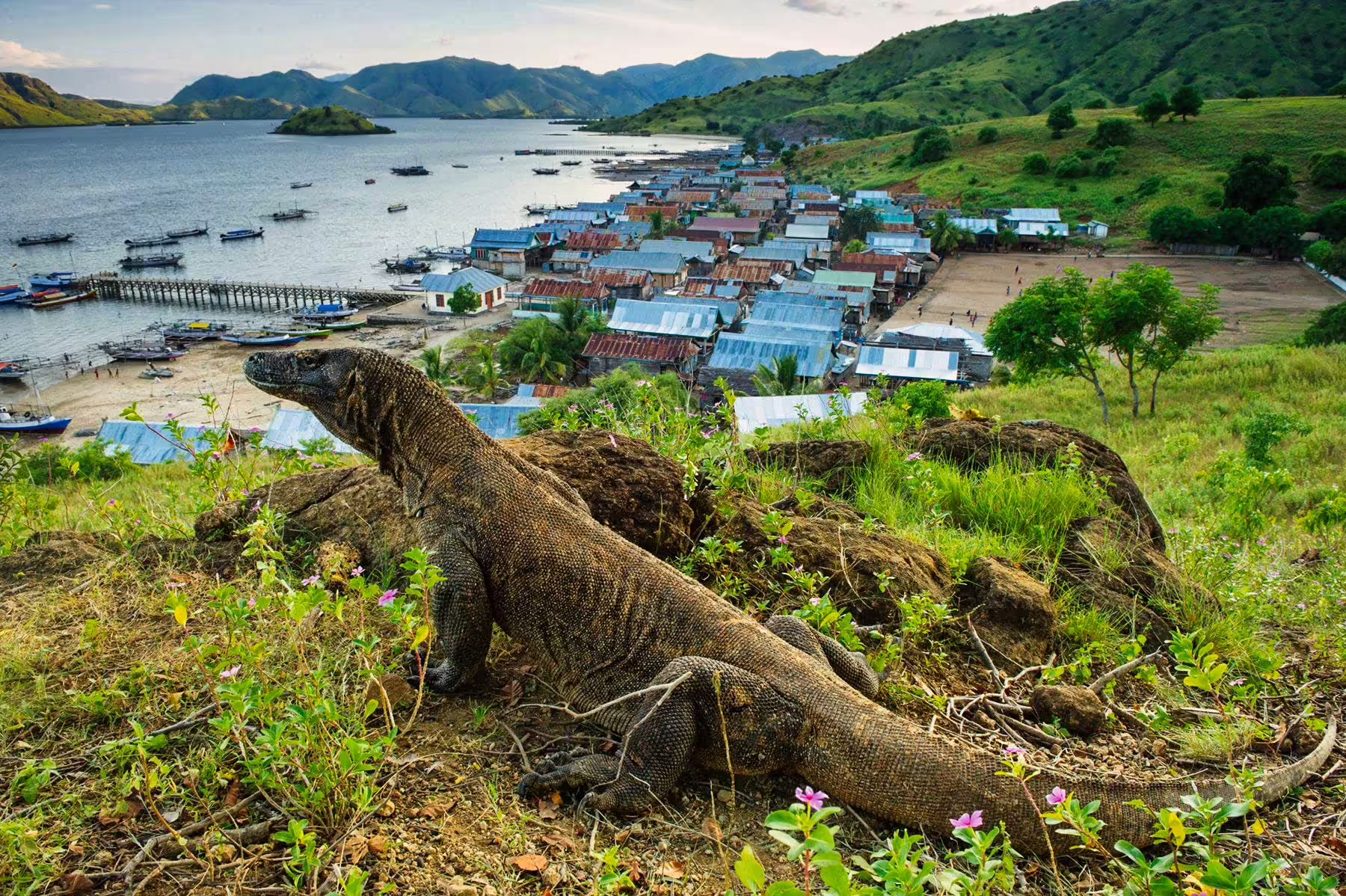 Ostrov Komodo