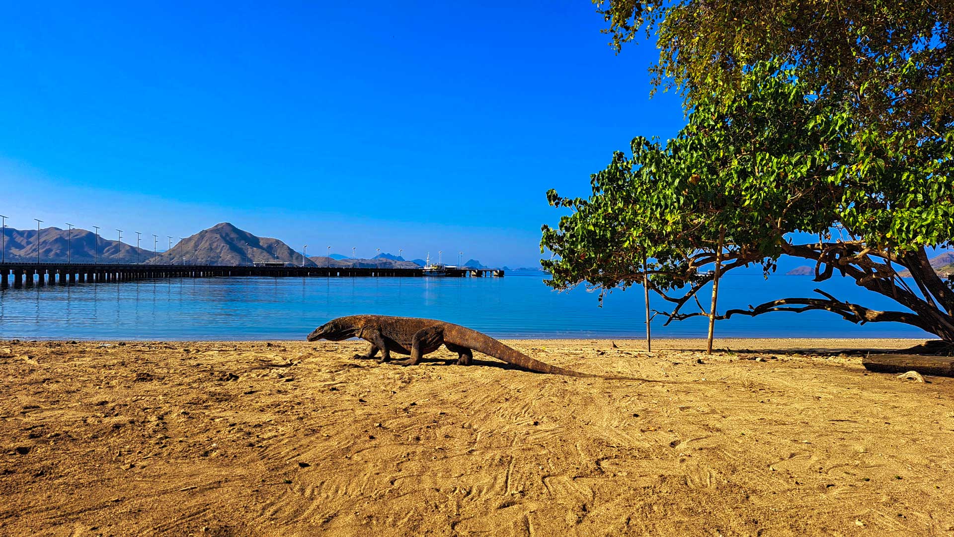 Národný park Komodo