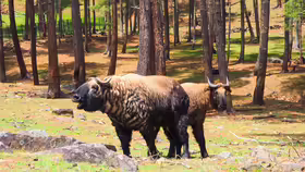 Rezervácia Motithang Takin