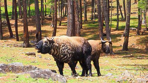 Rezervácia Motithang Takin