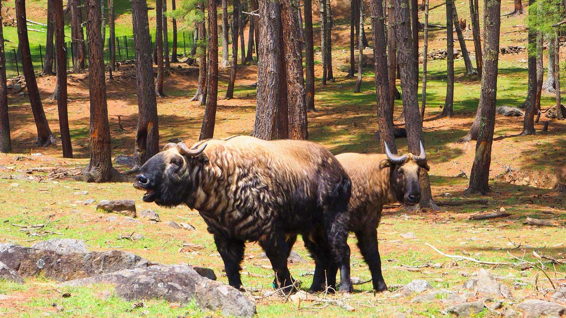 Rezervácia Motithang Takin