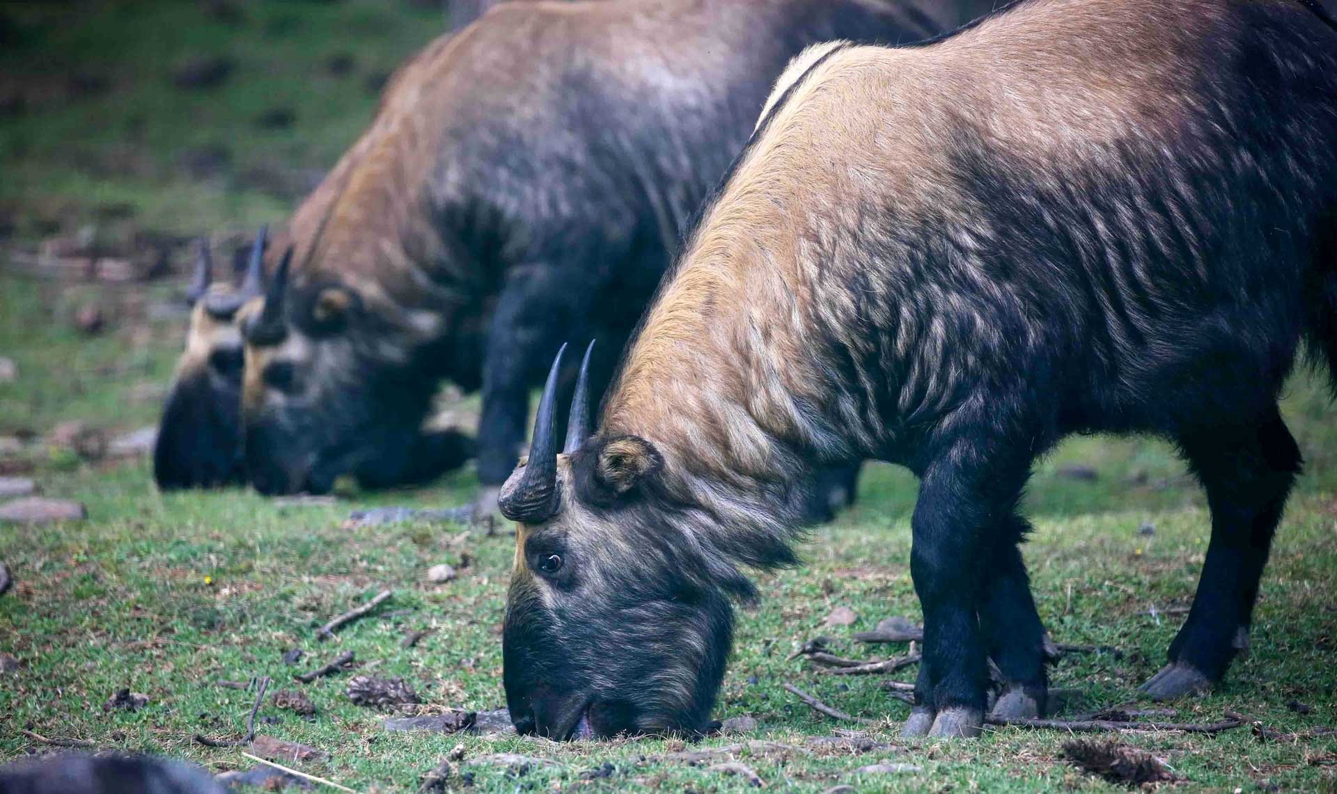 Royal Takin Preserve