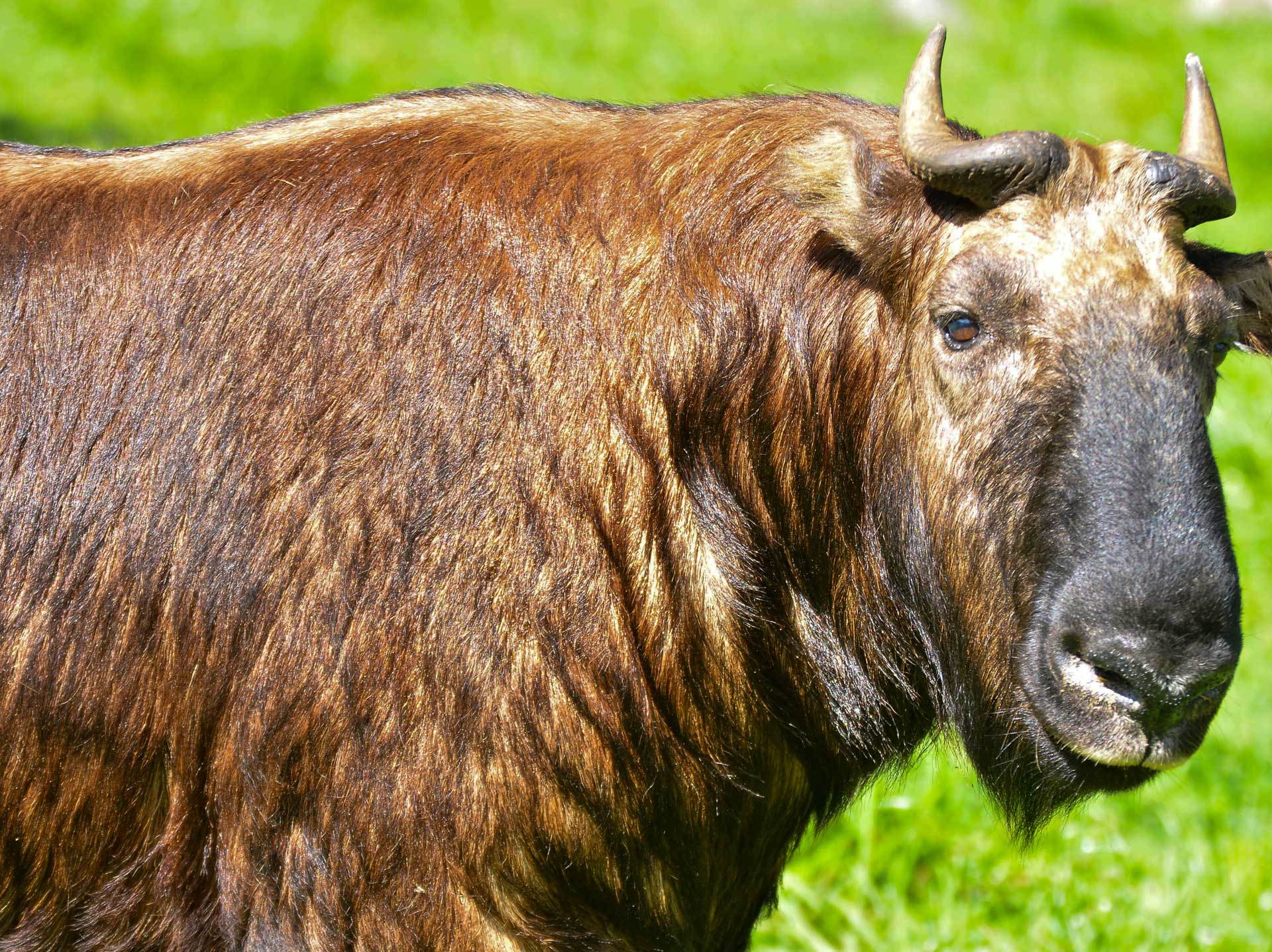 Rezervácia Motithang Takin