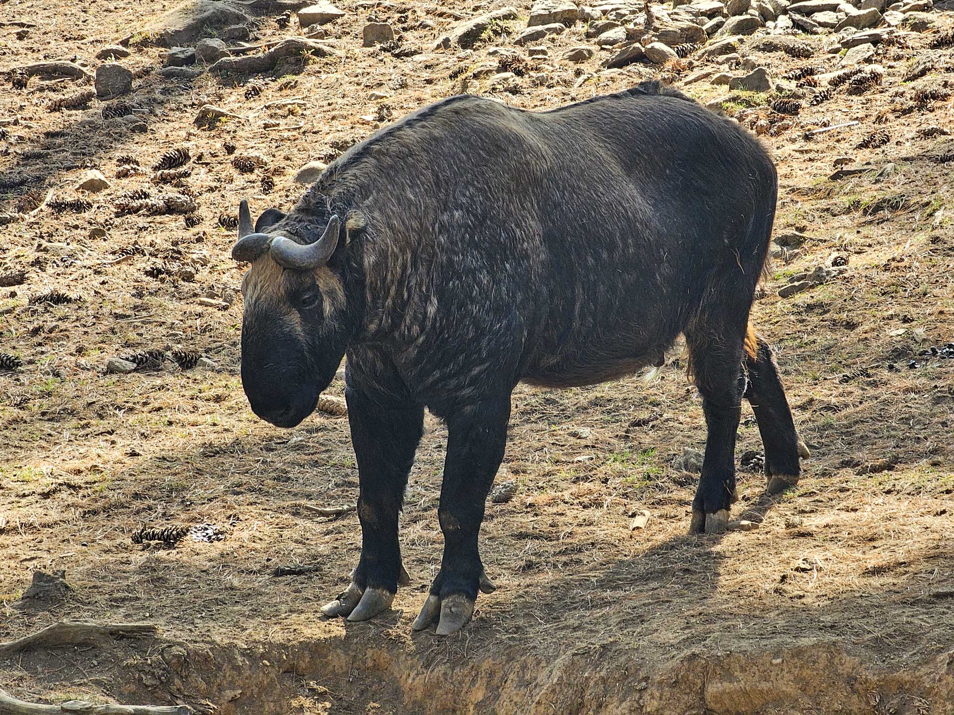 Rezervácia Motithang Takin