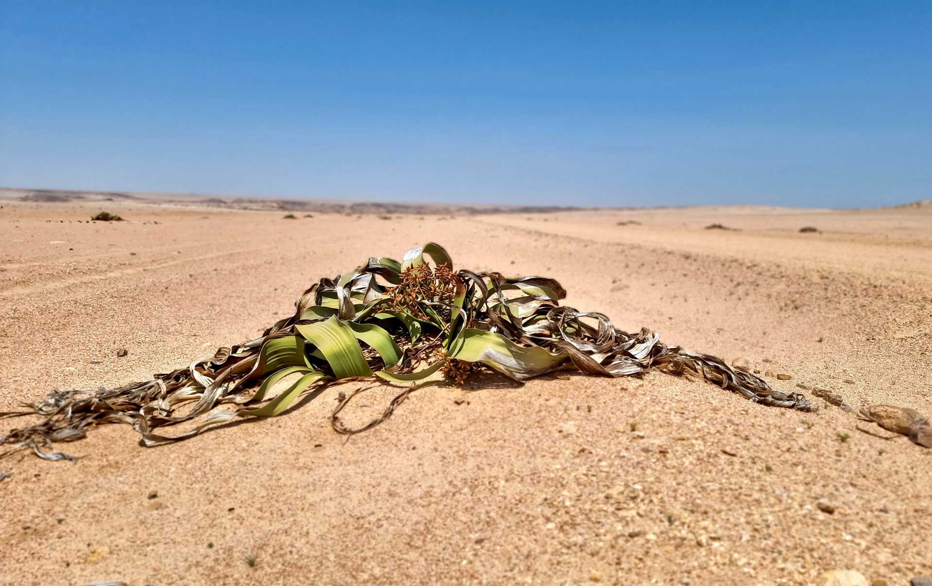 Welwitschia