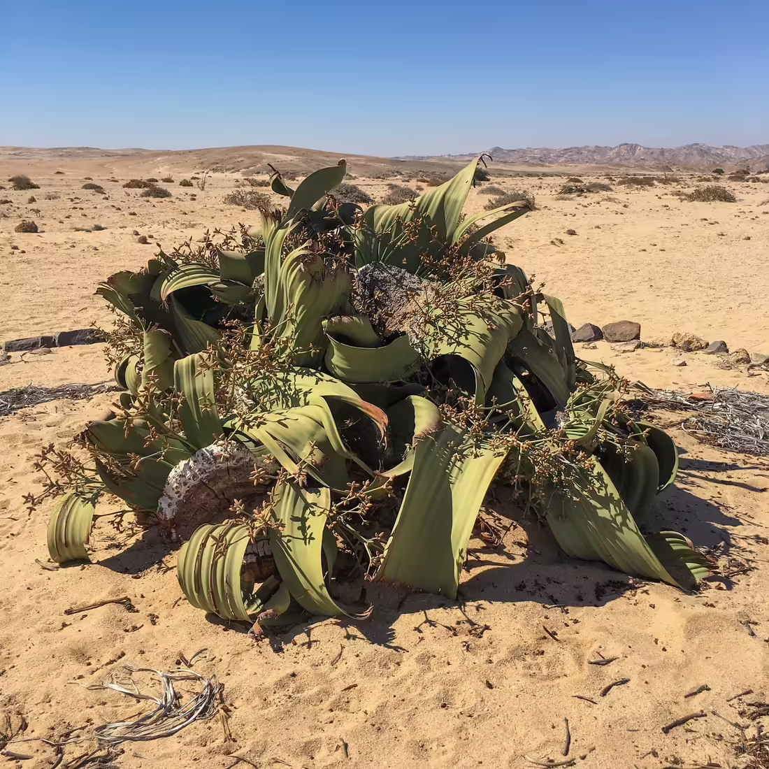 Welwitschia