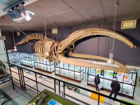 Museum Voor Dierkunde KU Leuven