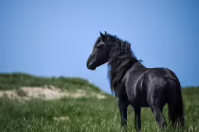 Sable Island