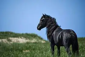 Sable Island
