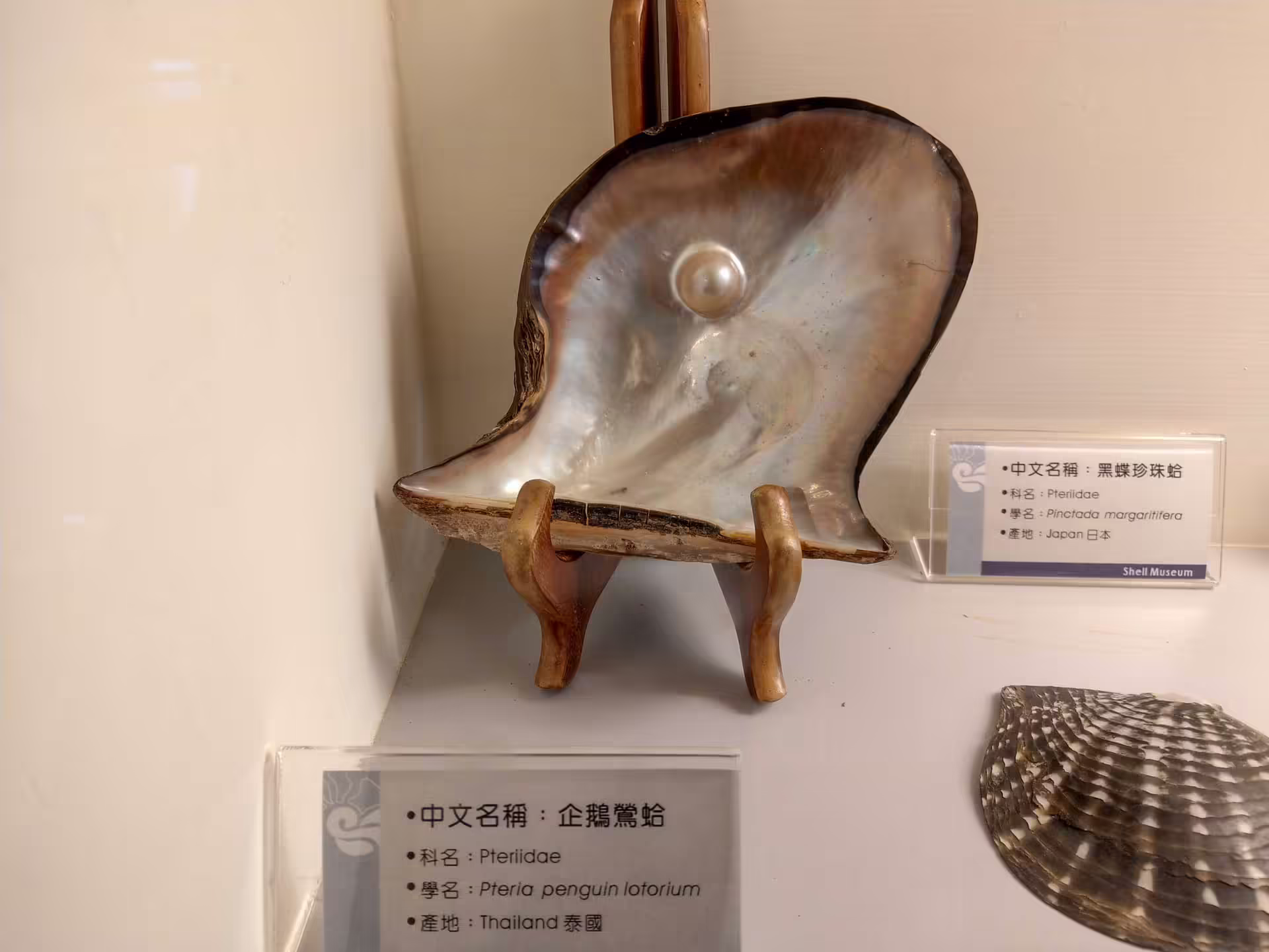 Cijin