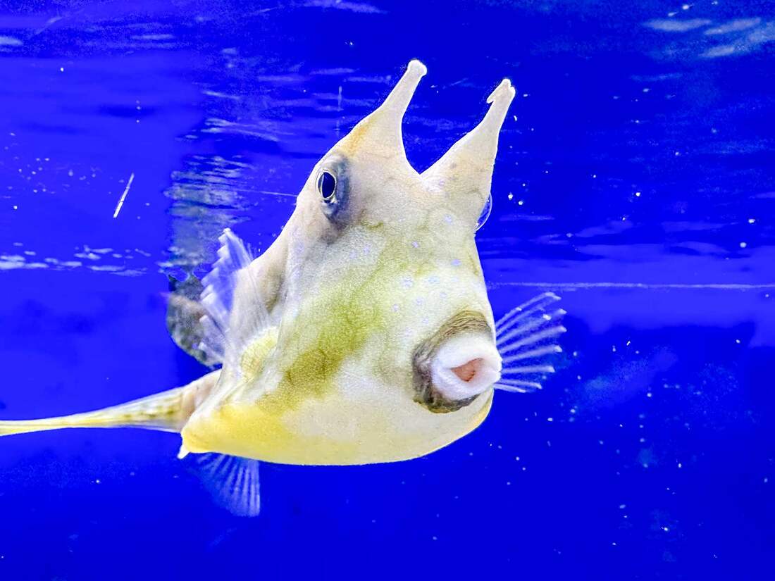 Ocean Fantasy Museum