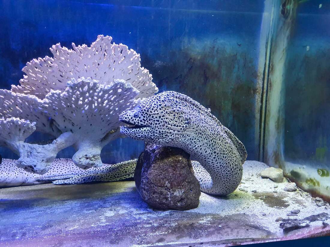 Ocean Fantasy Museum