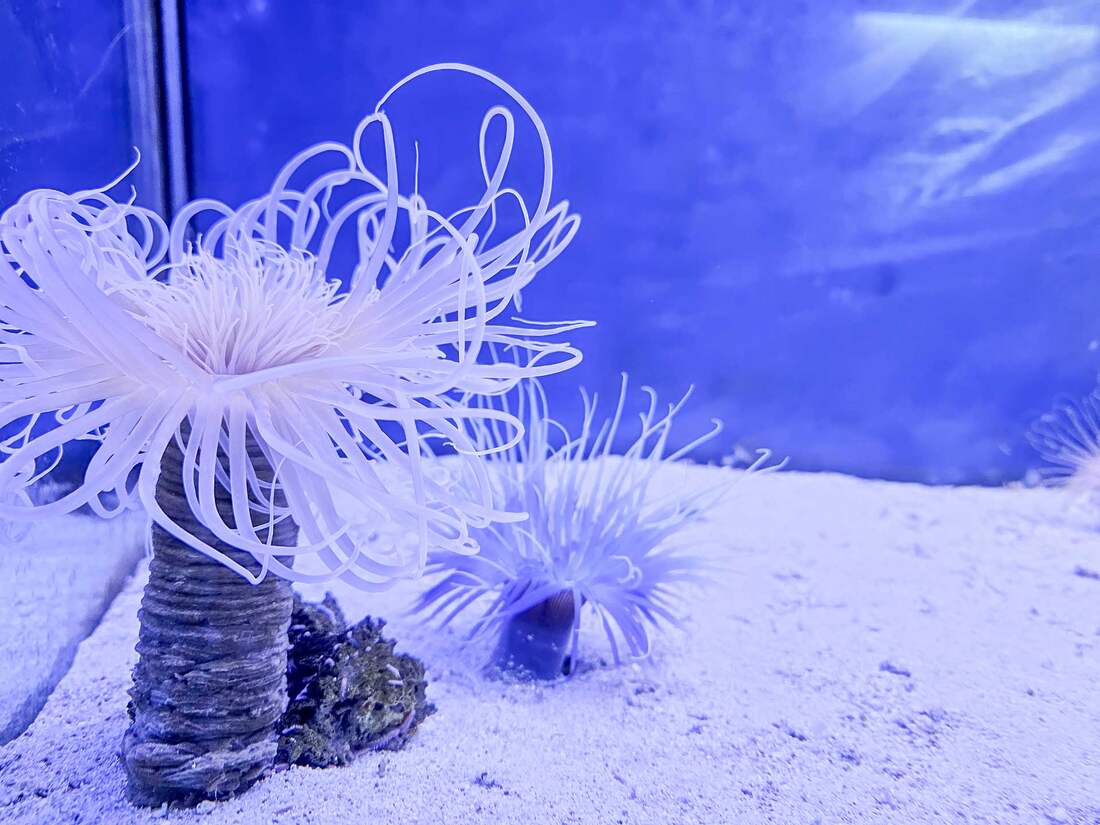 Ocean Fantasy Museum