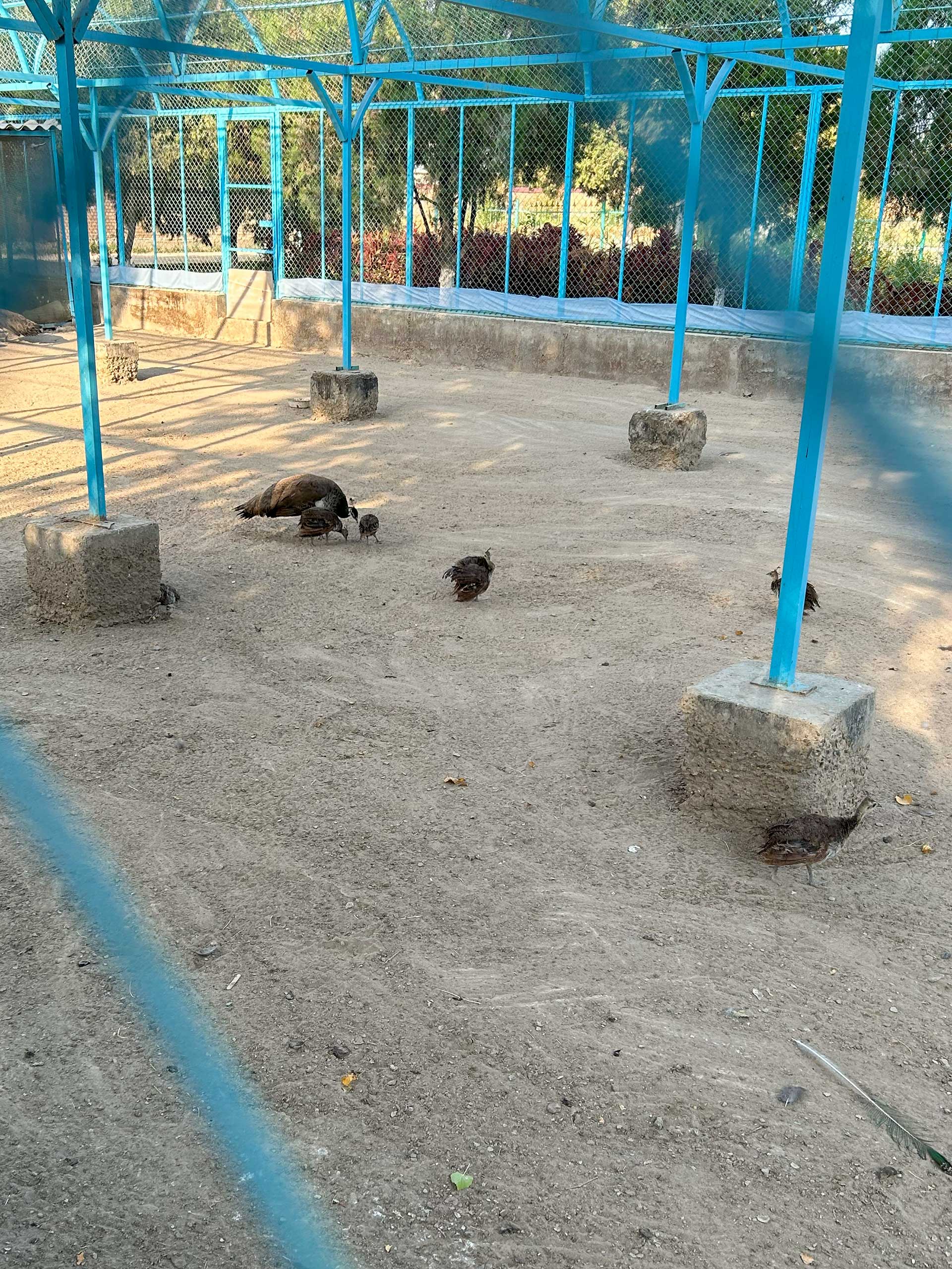 Sitorai Mohi Xosa