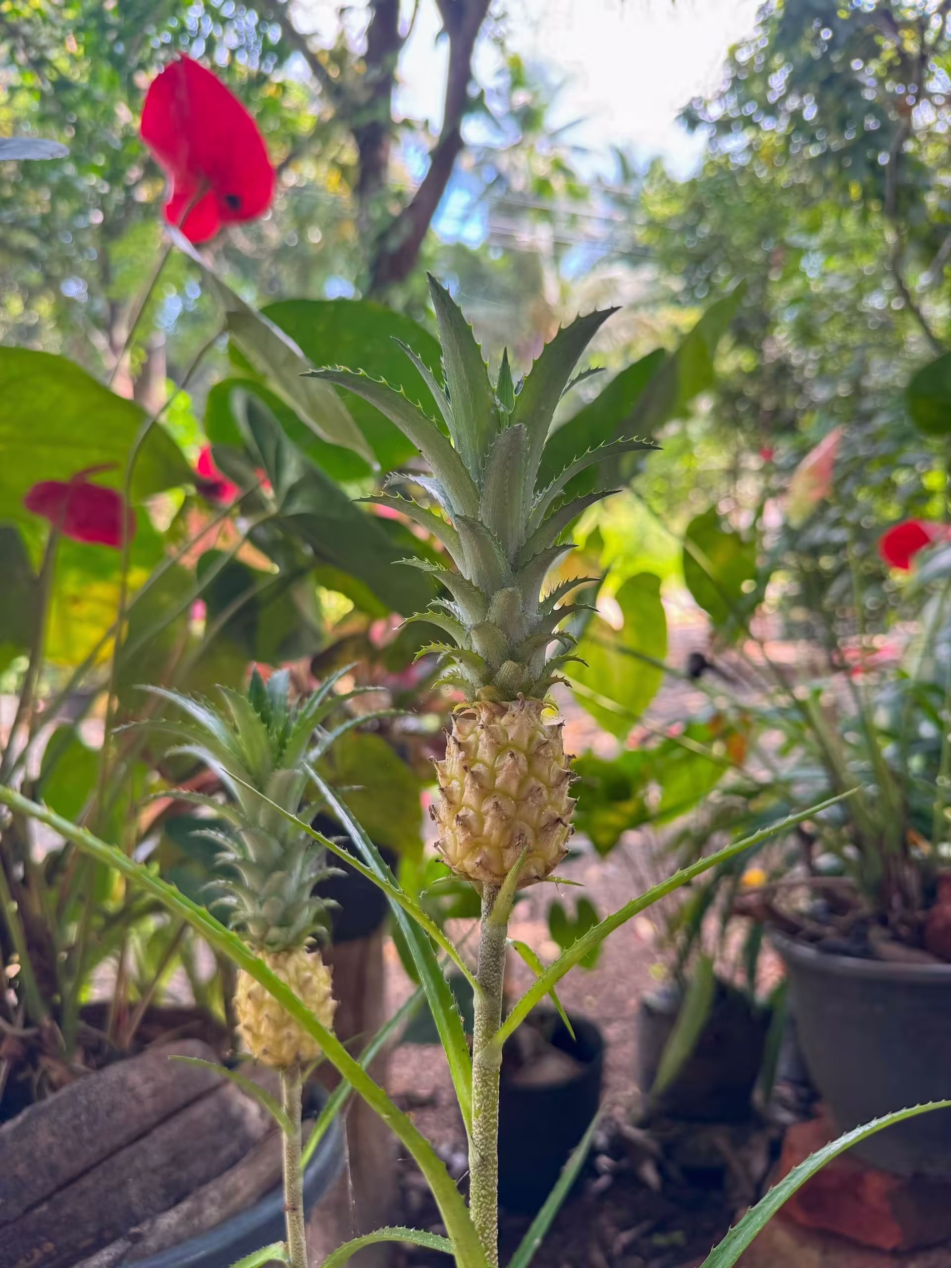 Spice garden