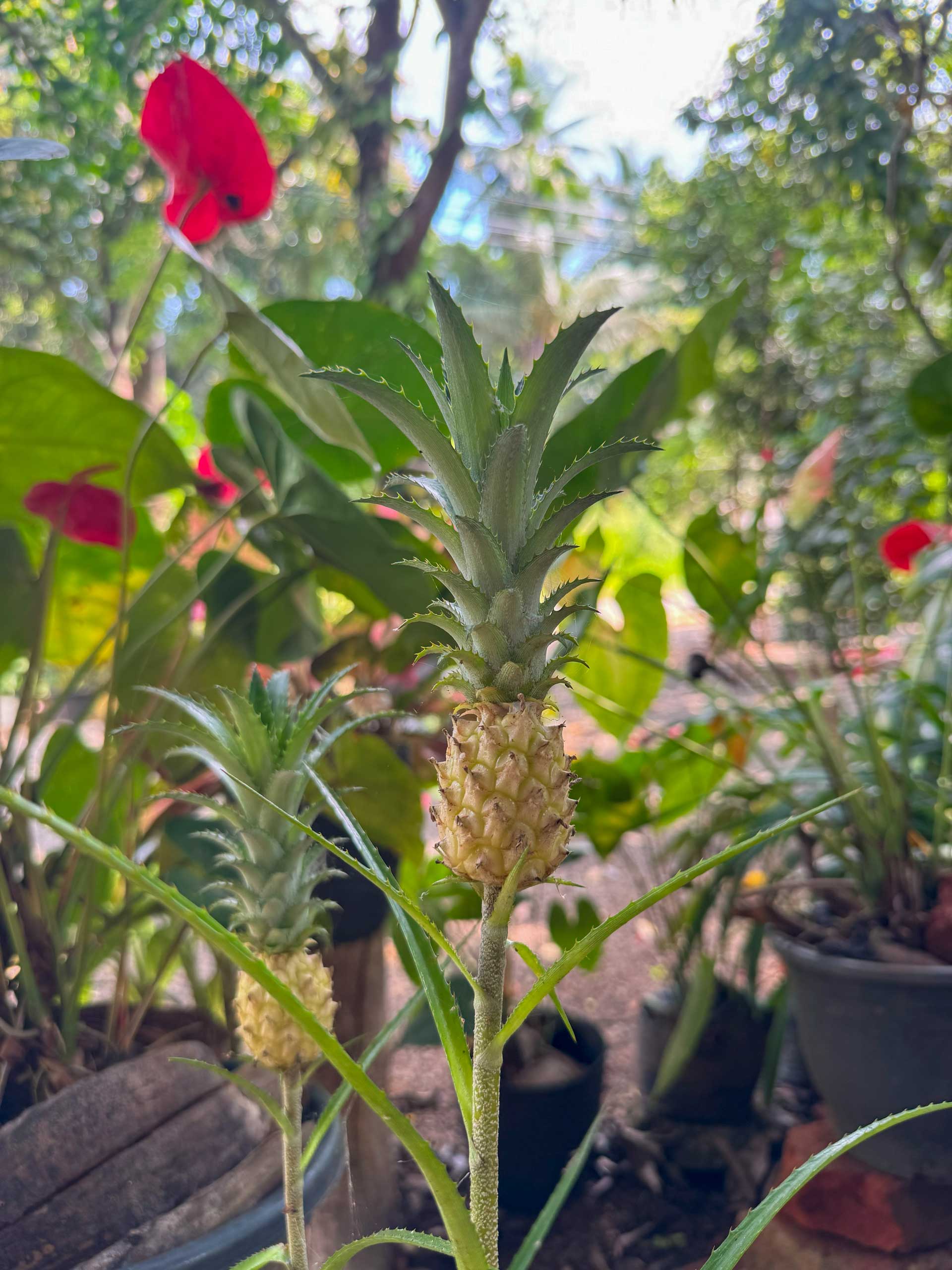 Spice garden
