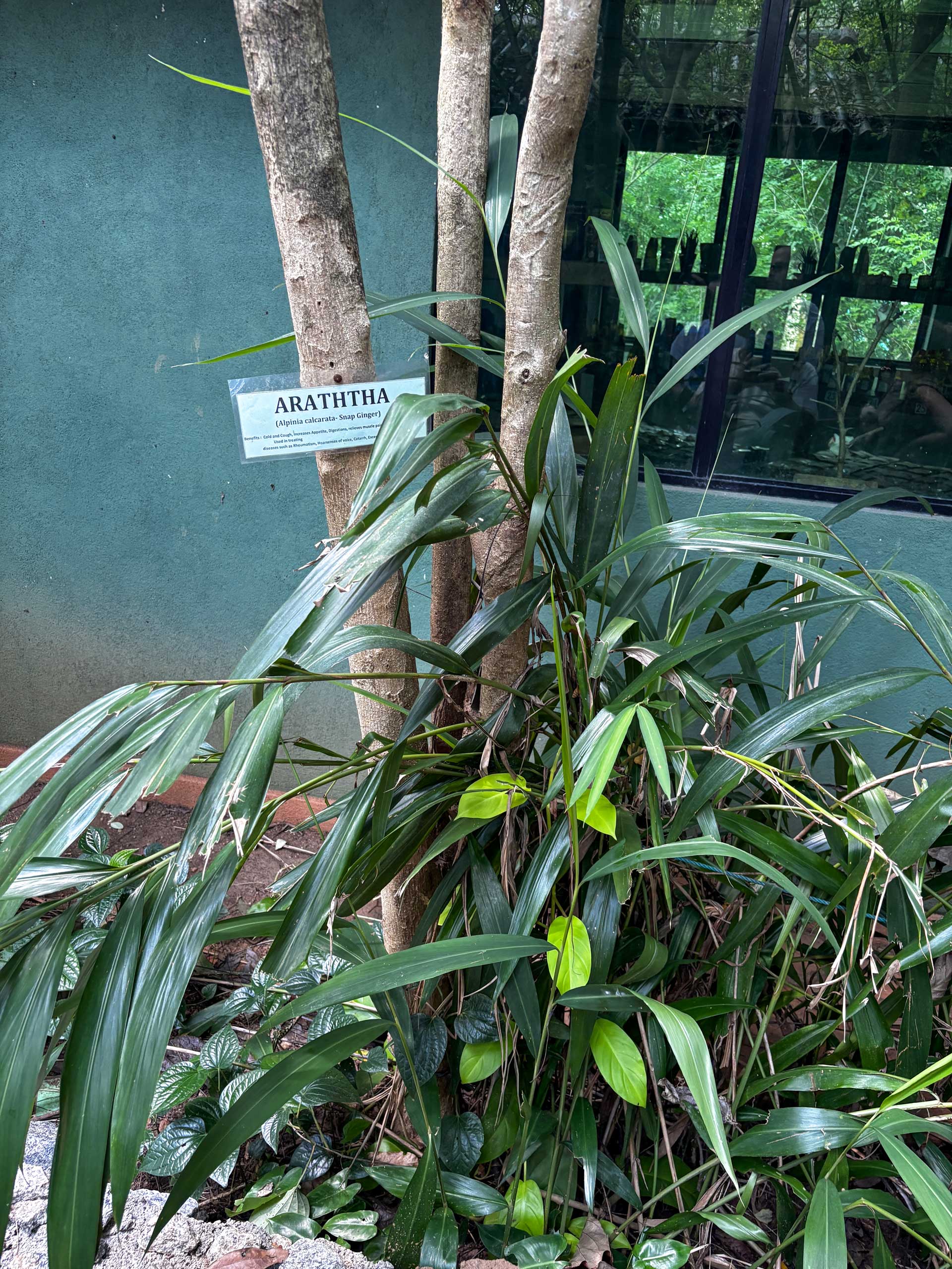 Spice garden