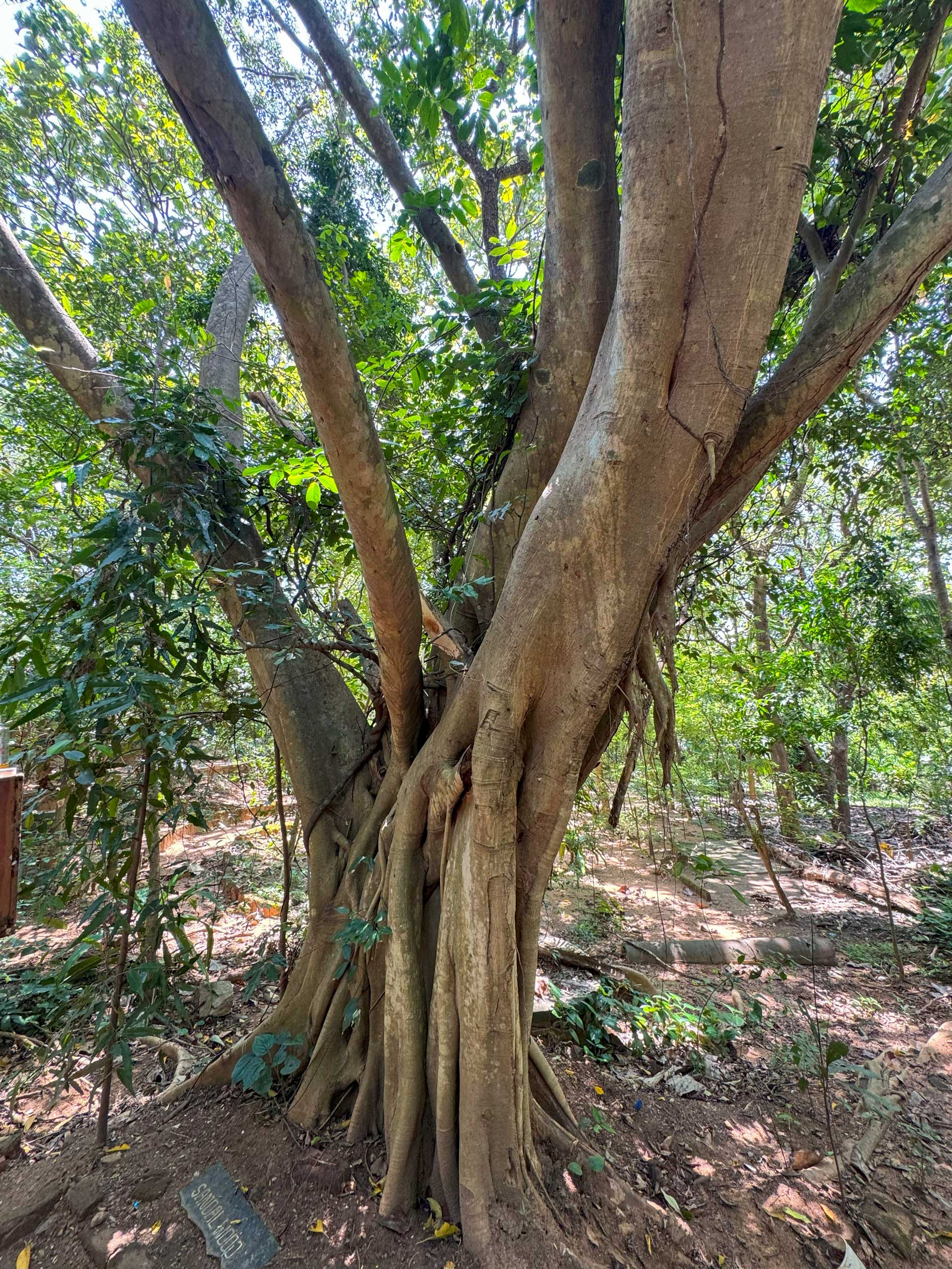 Spice garden