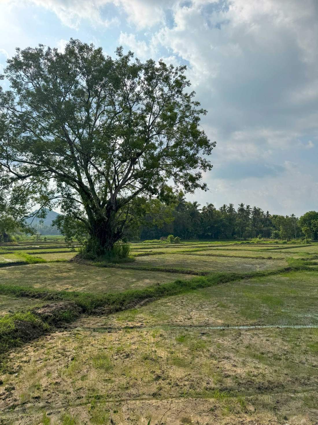 Rice, Srí Lanka