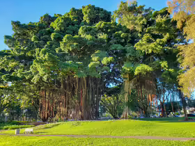 Banyan Drive