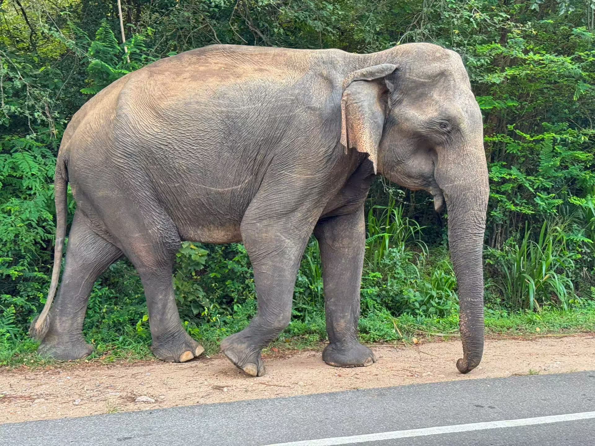 Safari park