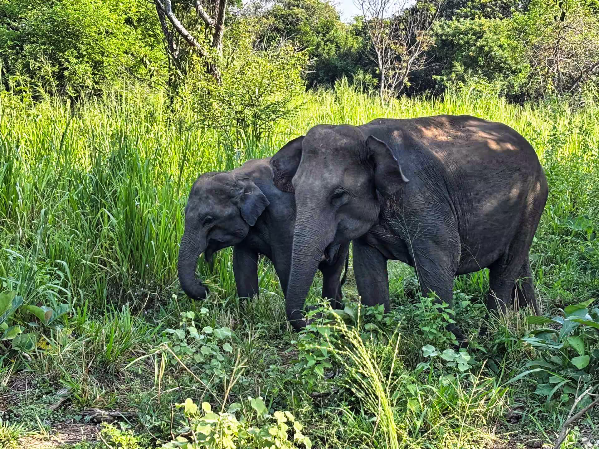 Srí Lanka, Safari
