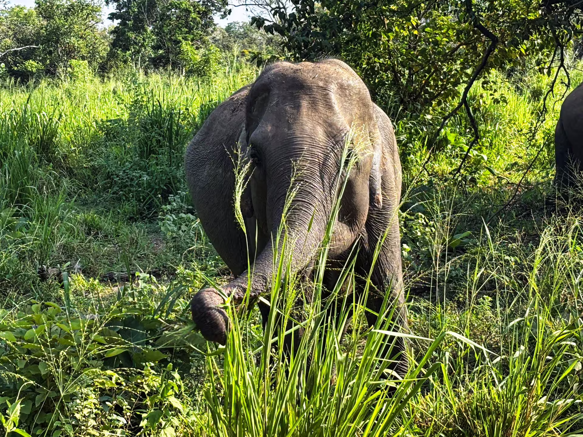 Srí Lanka, Safari
