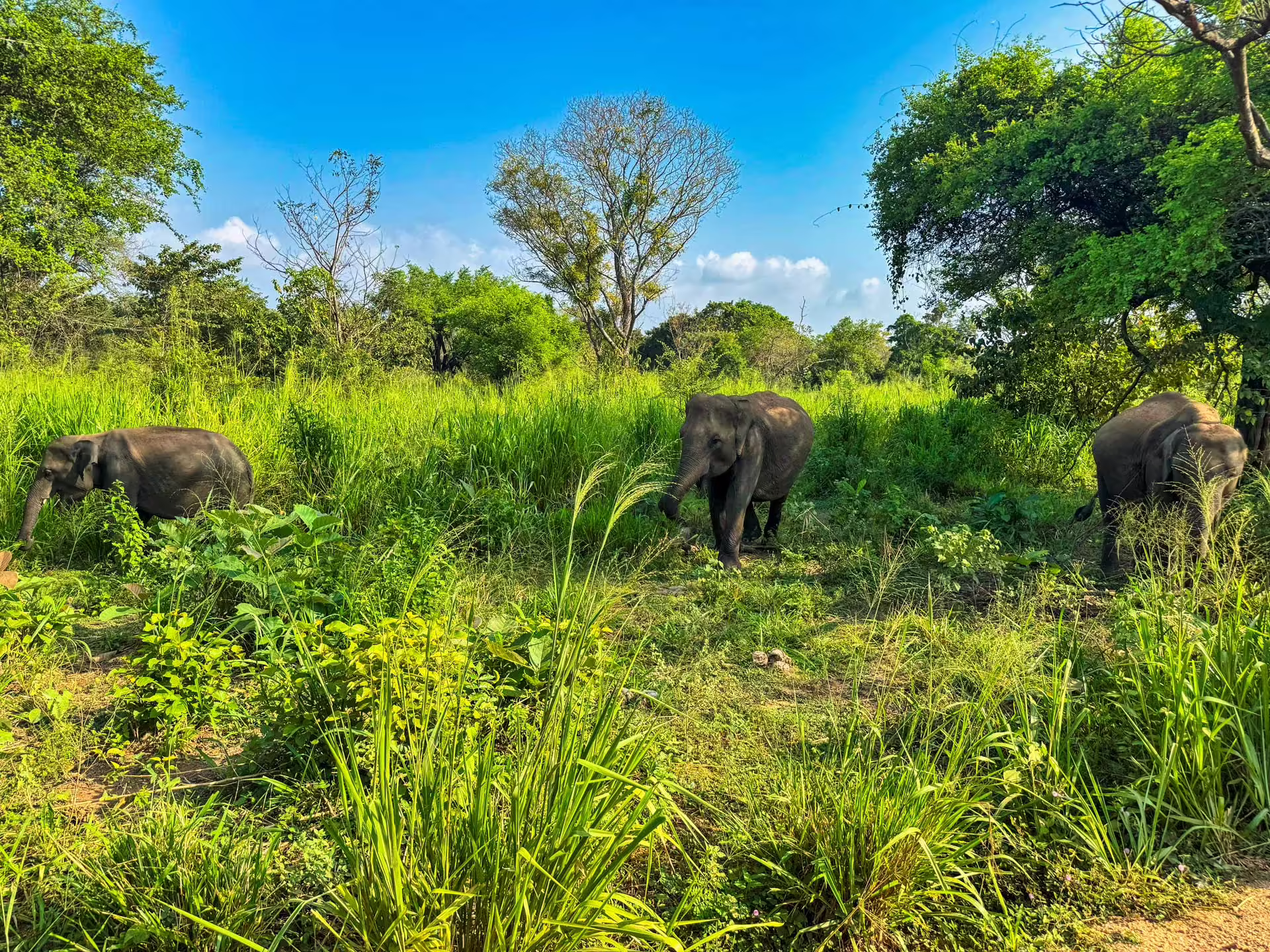 Srí Lanka, Safari