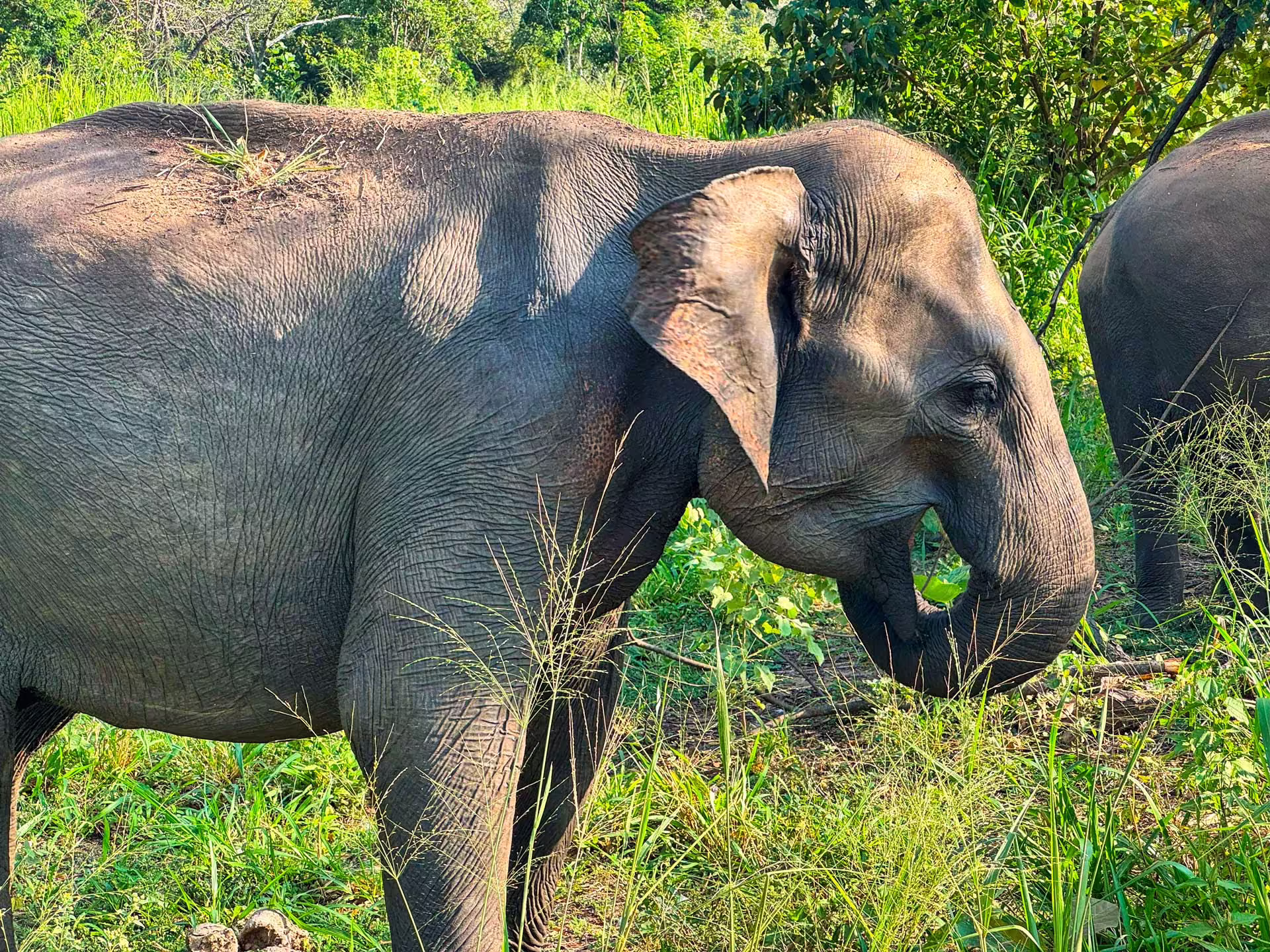Srí Lanka, Safari