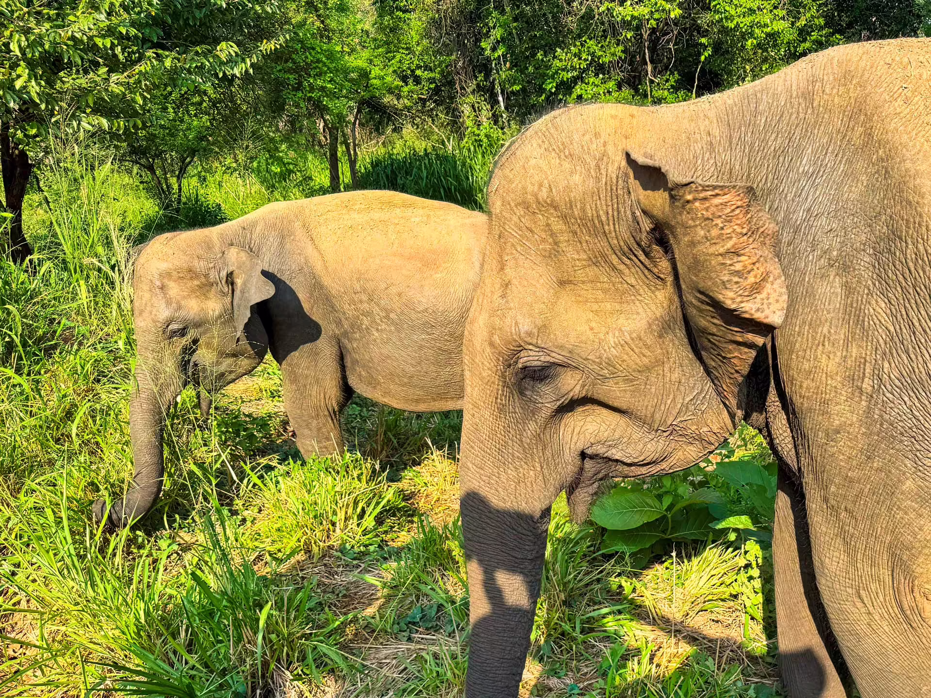 Srí Lanka, Safari