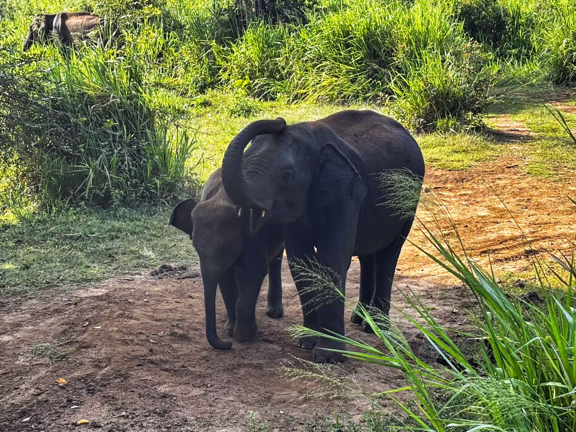 Srí Lanka, Safari