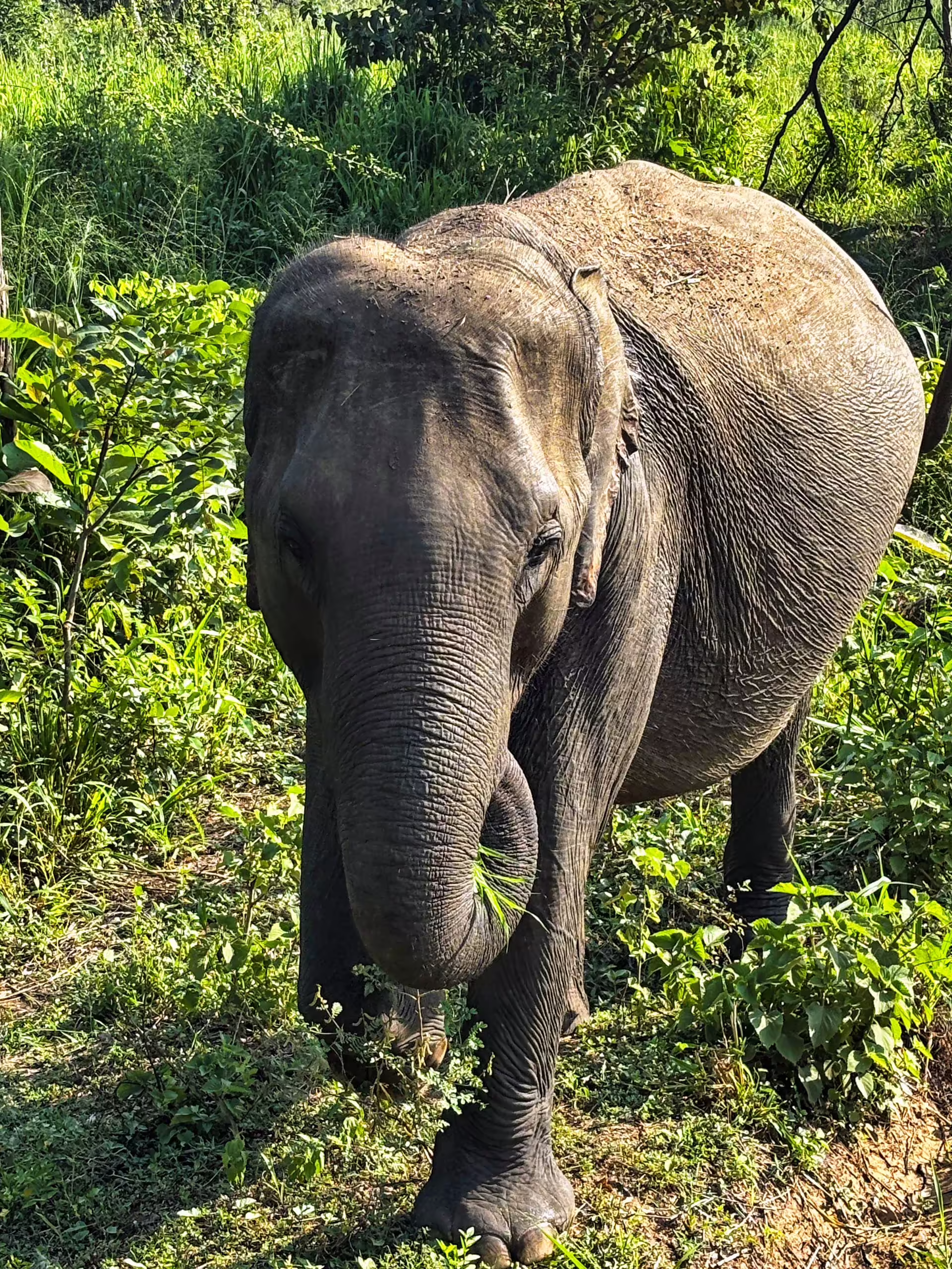 Srí Lanka, Safari