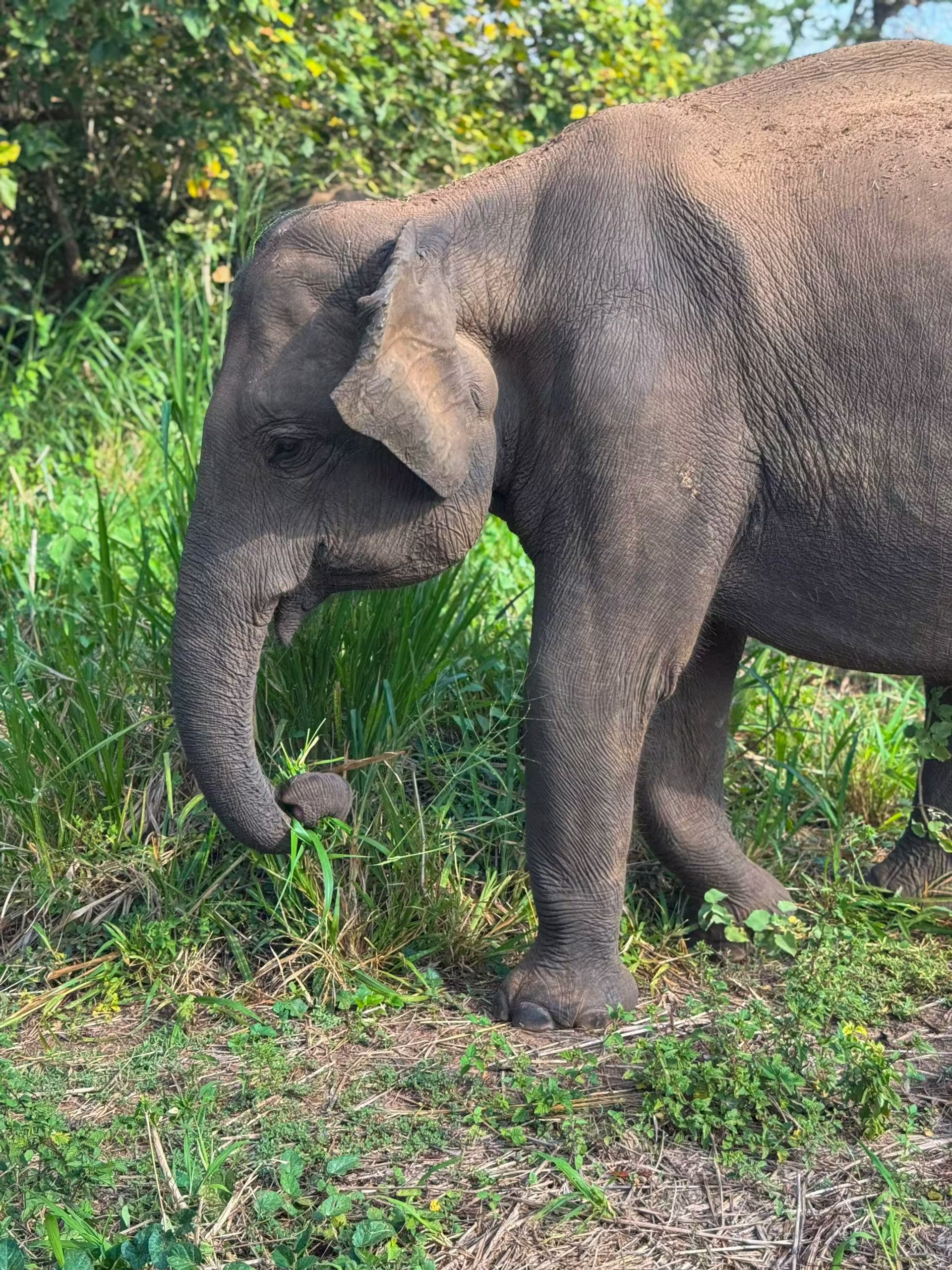 Srí Lanka, Safari