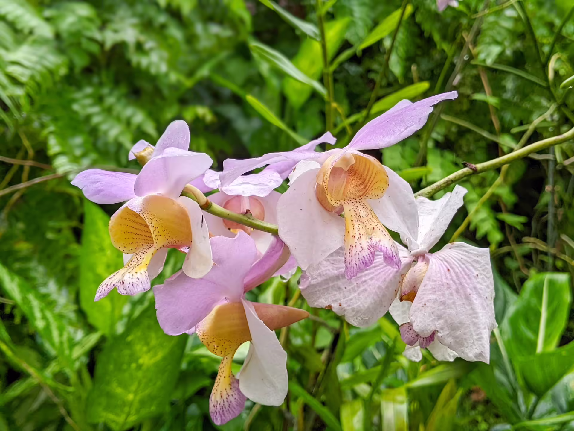 Garden of the Sleeping Giant