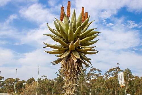 Najväčšia socha aloe na svete