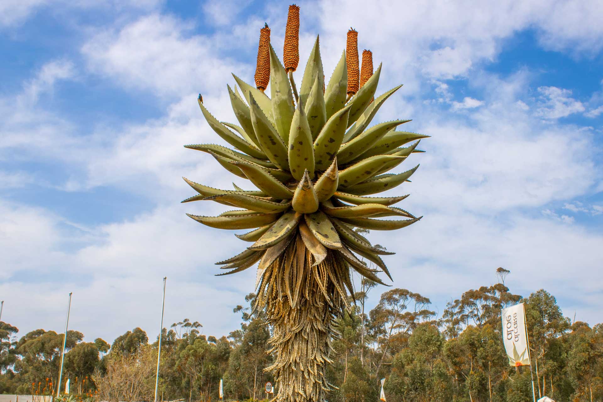 Najväčšia socha aloe na svete