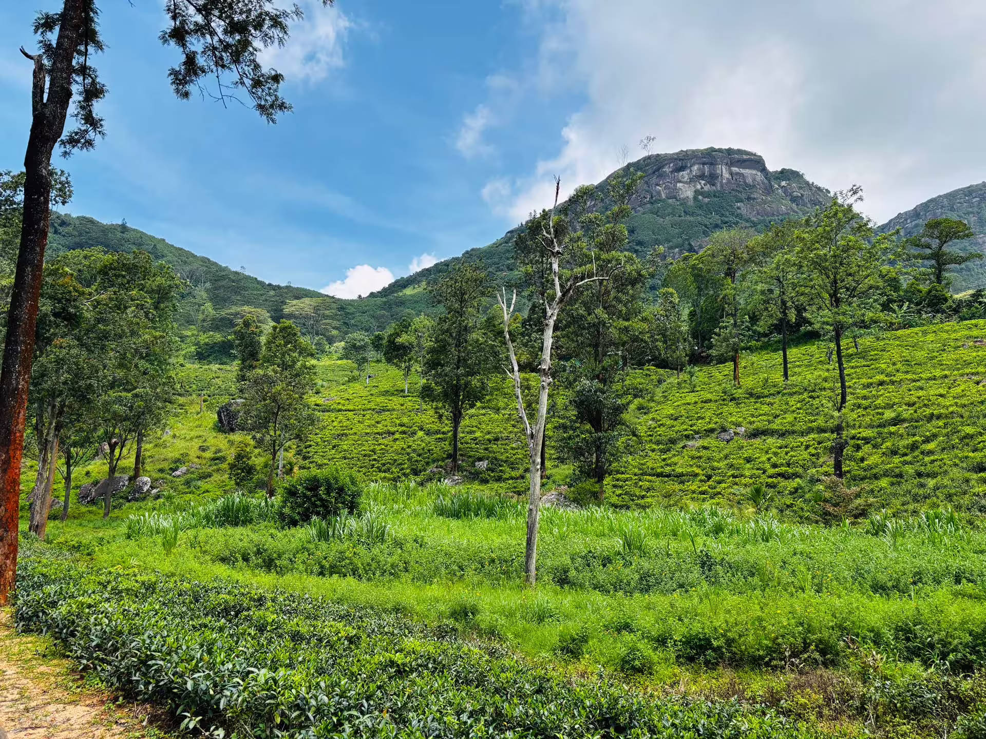 Čajové plantáže, Srí Lanka