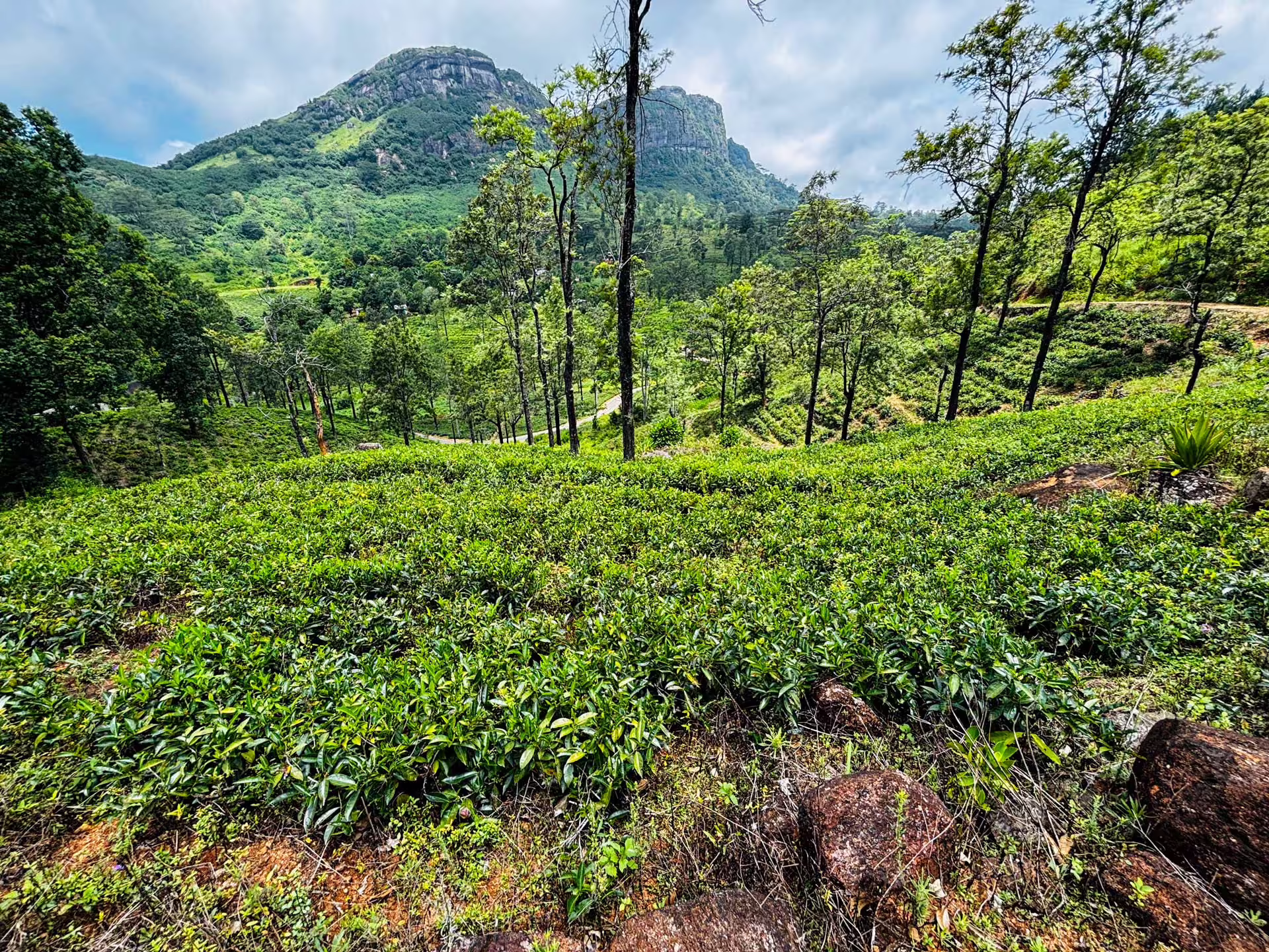 Čajové plantáže, Srí Lanka