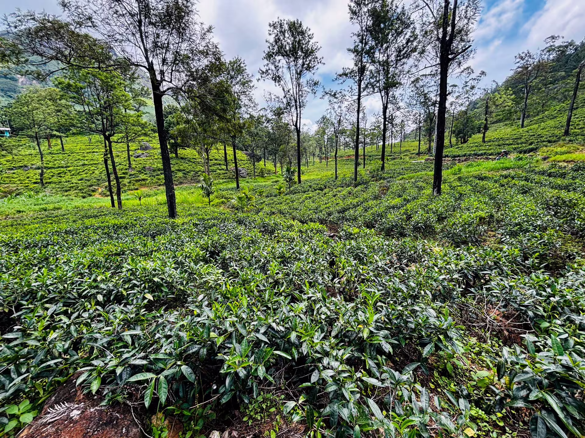 Čajové plantáže, Srí Lanka