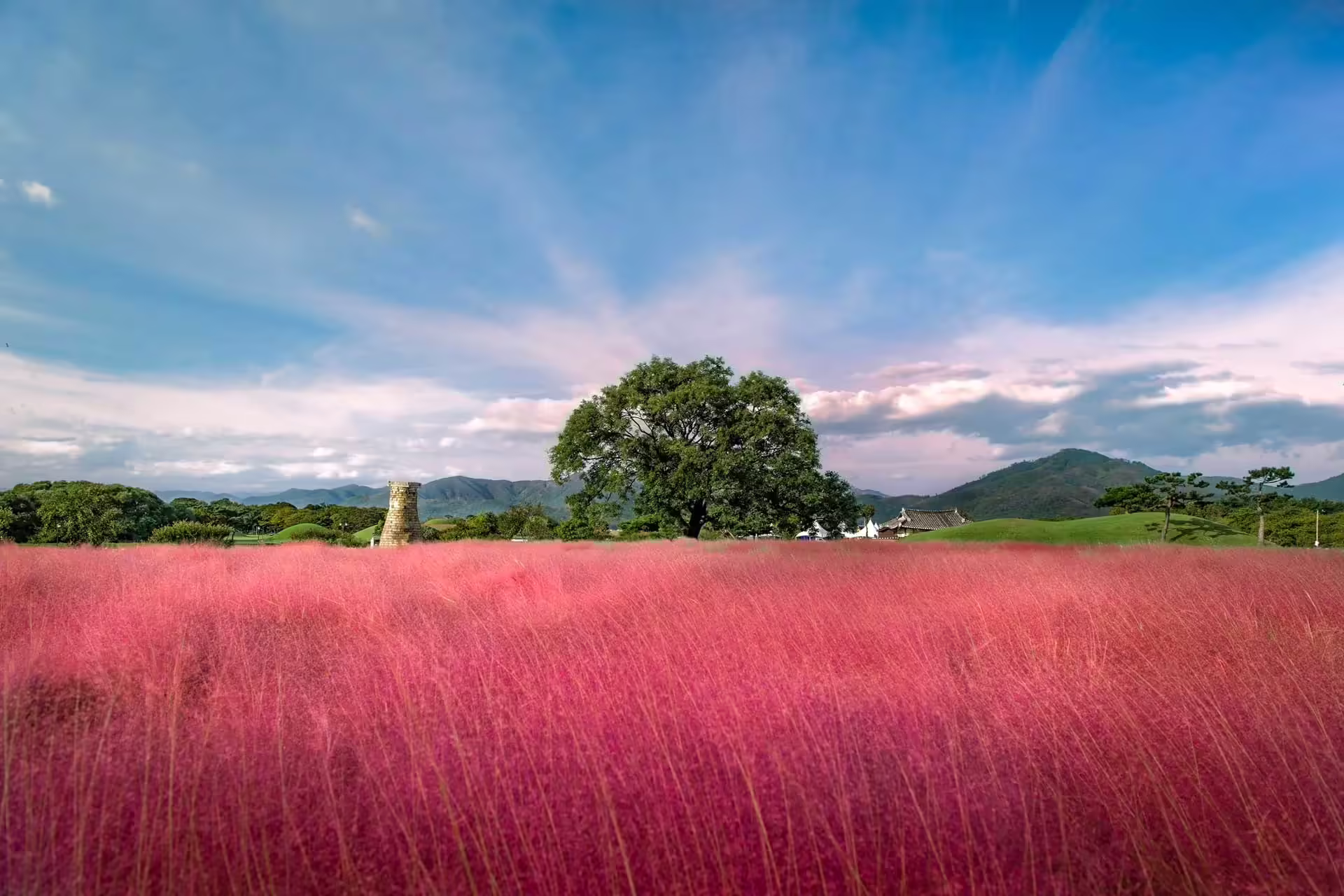 Ružová tráva Muhly