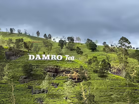 Čaj Damro