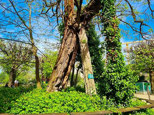 Najstarší strom v Paríži