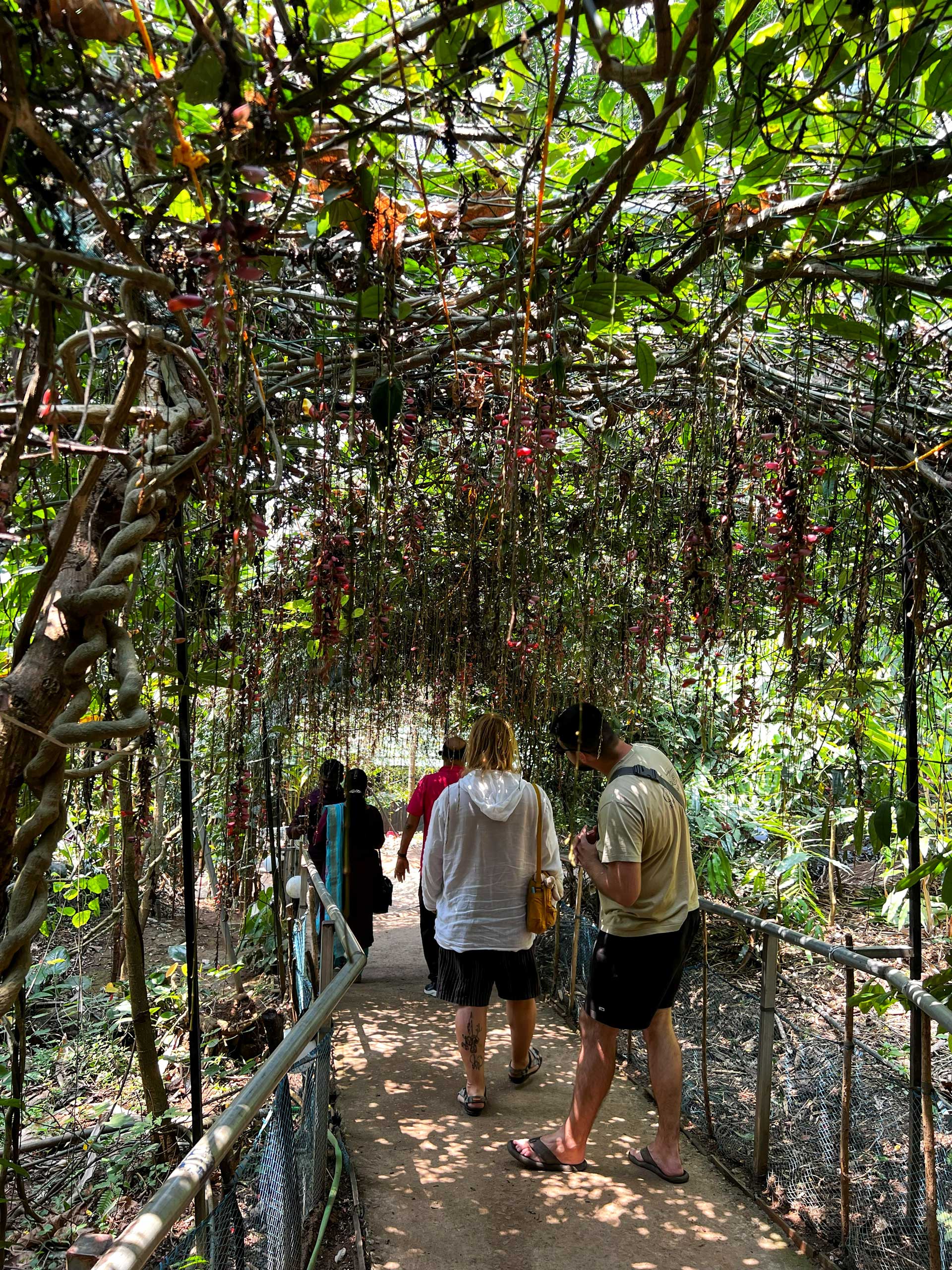 Ajurvéda v Indii