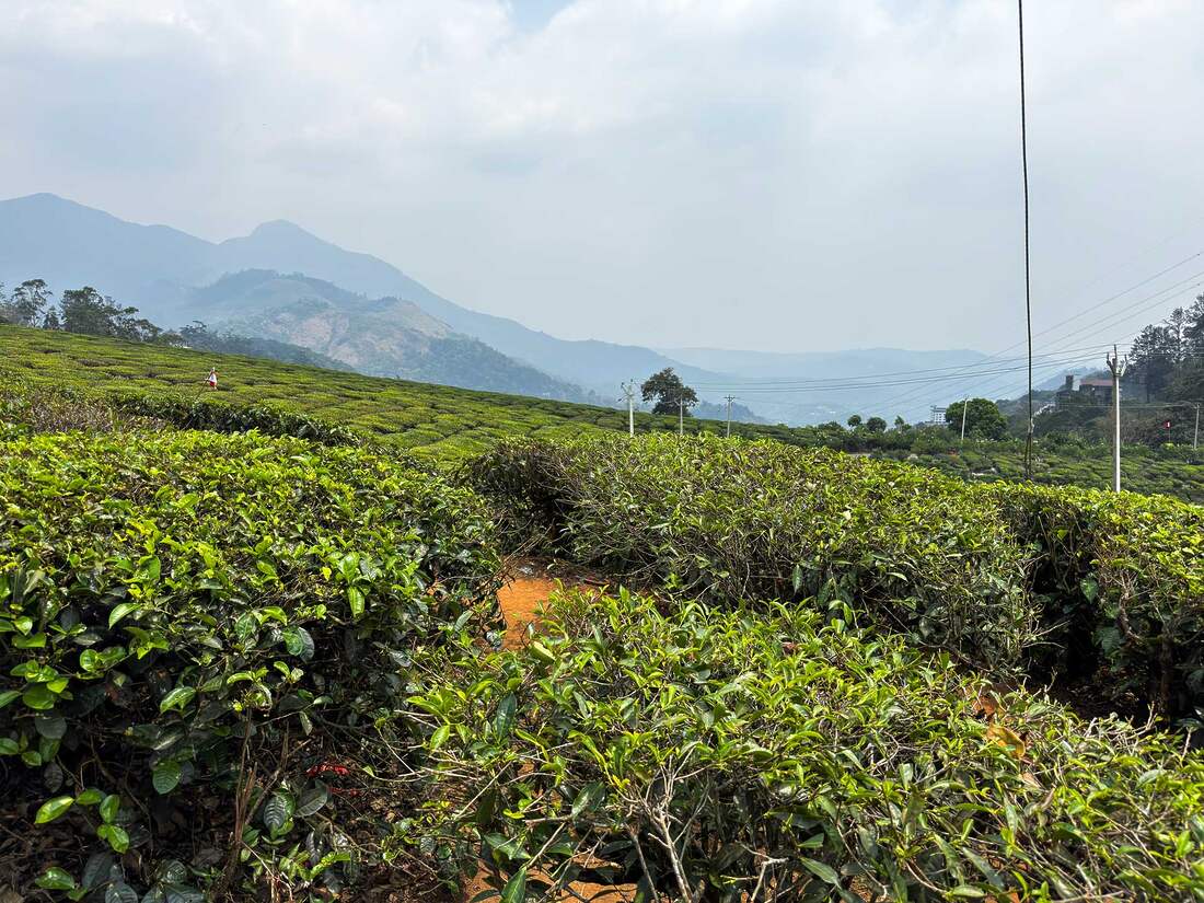 čajové plantáže v Munnar