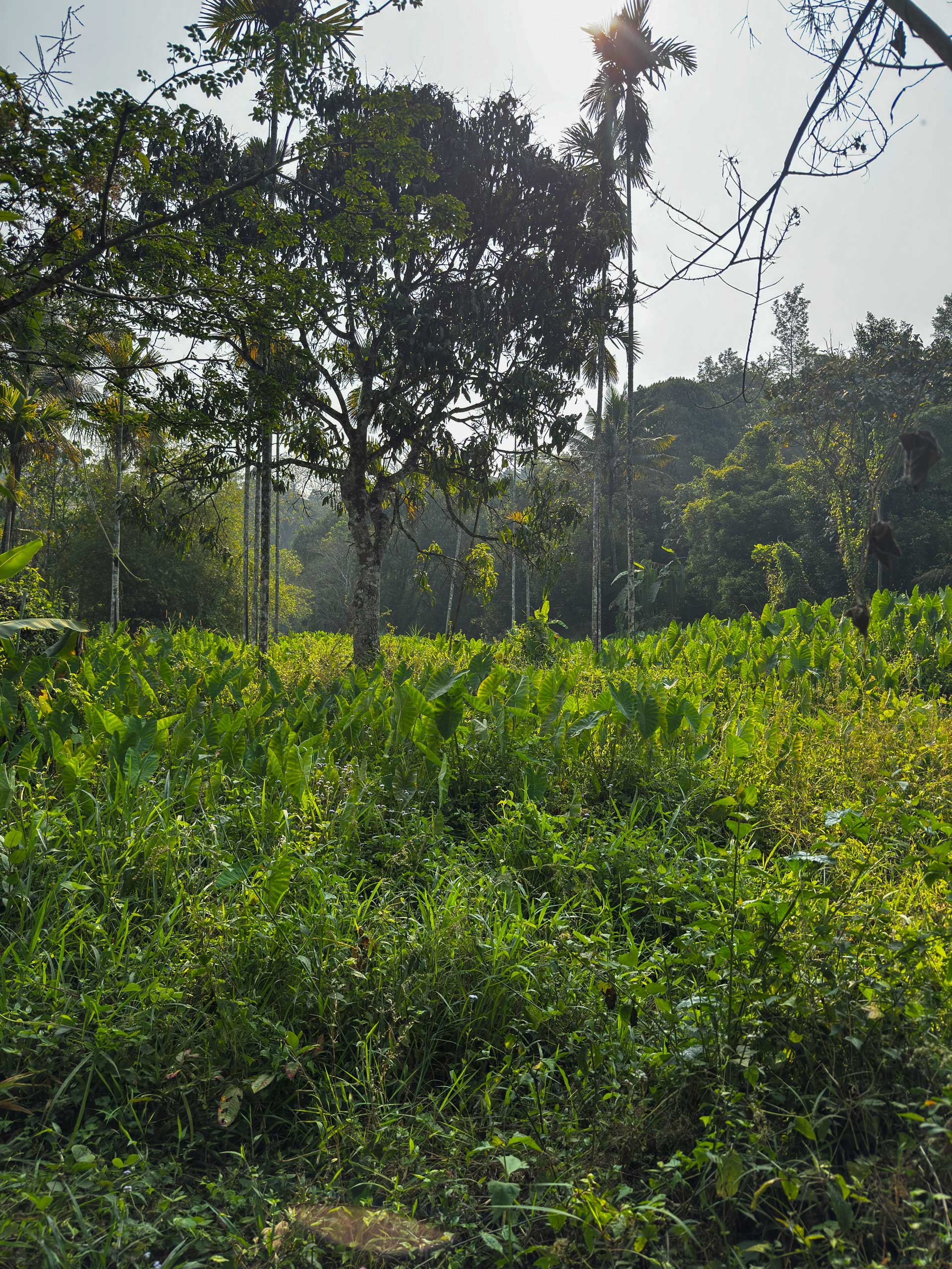 Indická farma