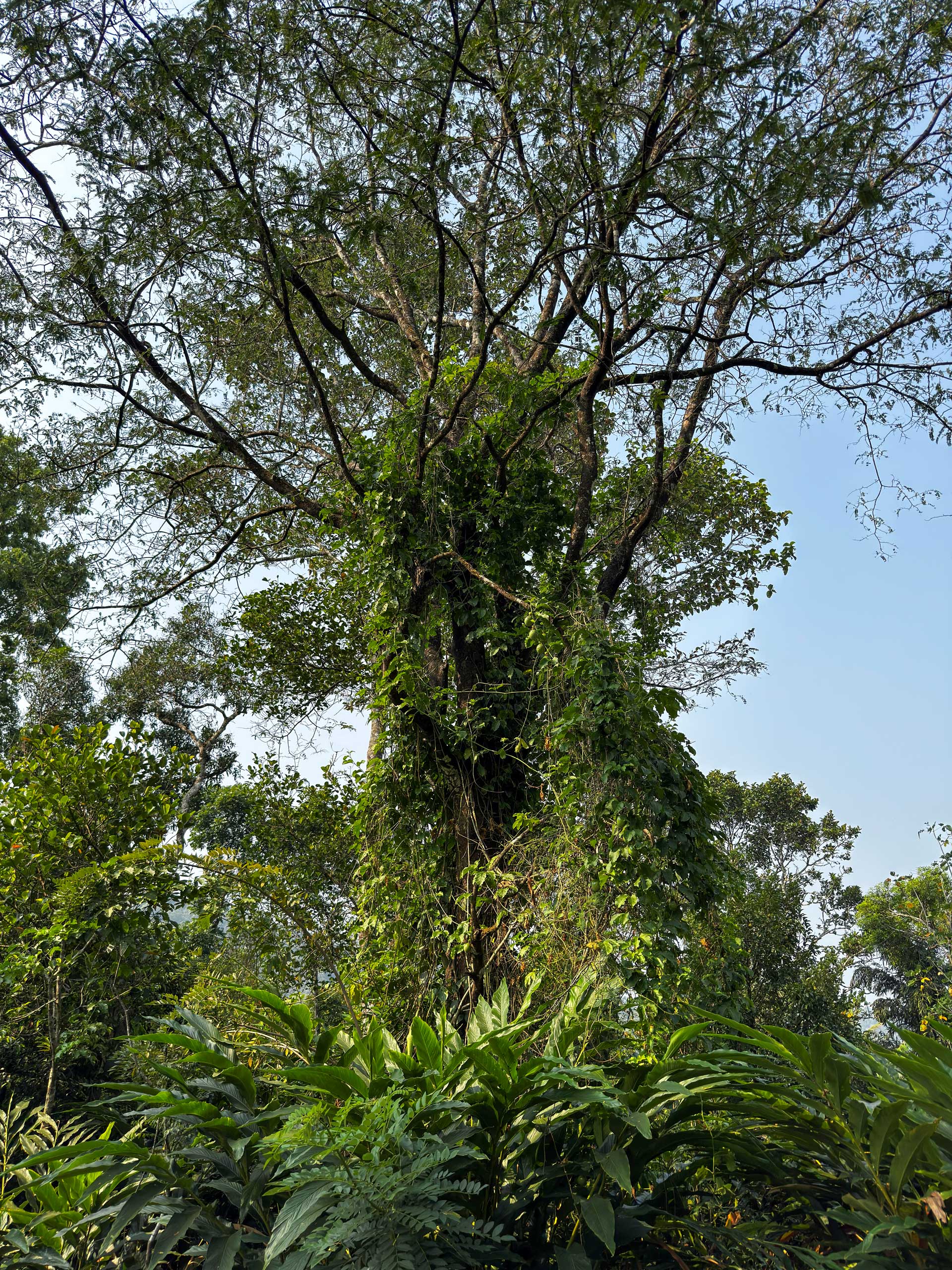 Indická farma