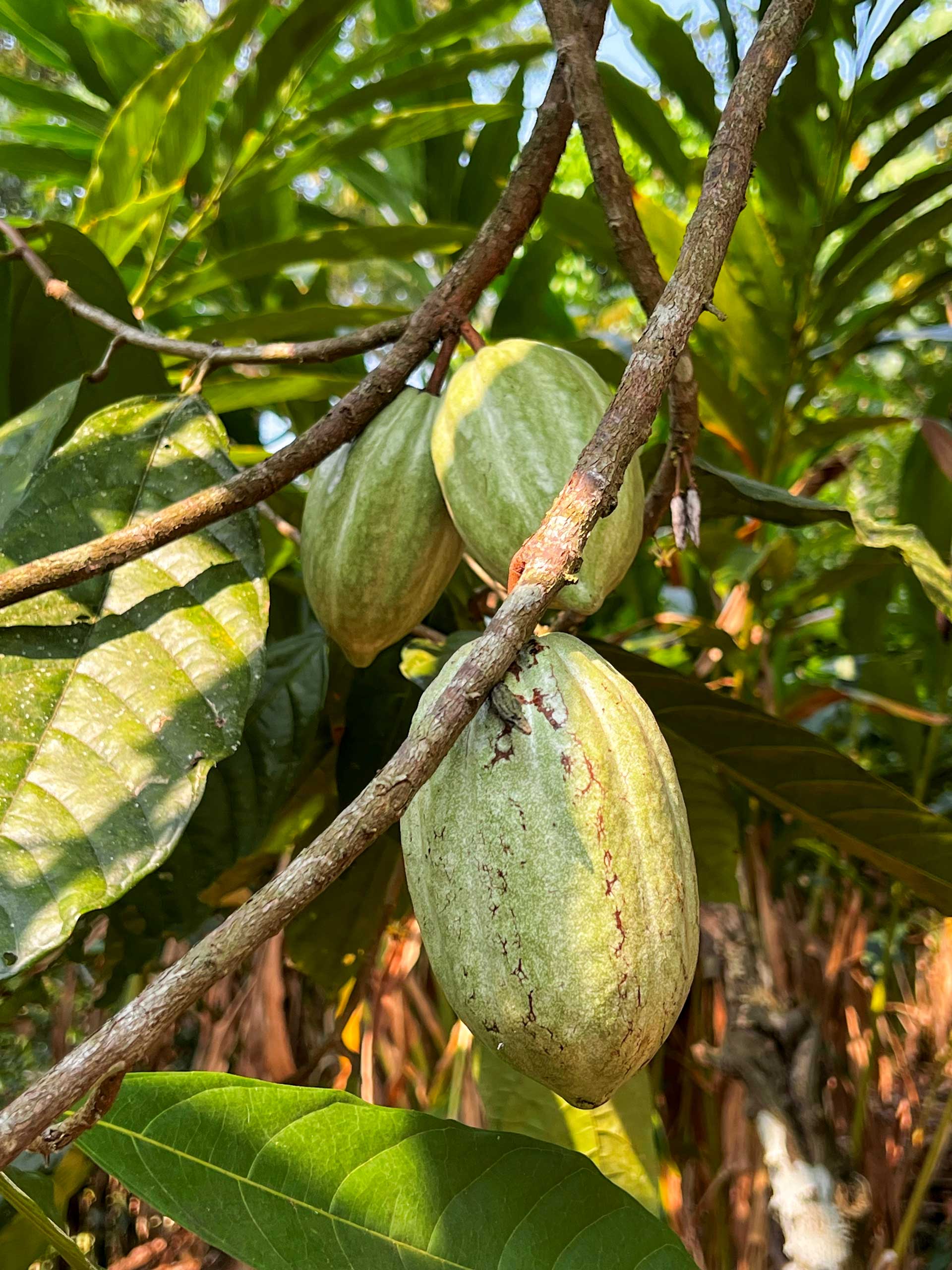 Indická farma