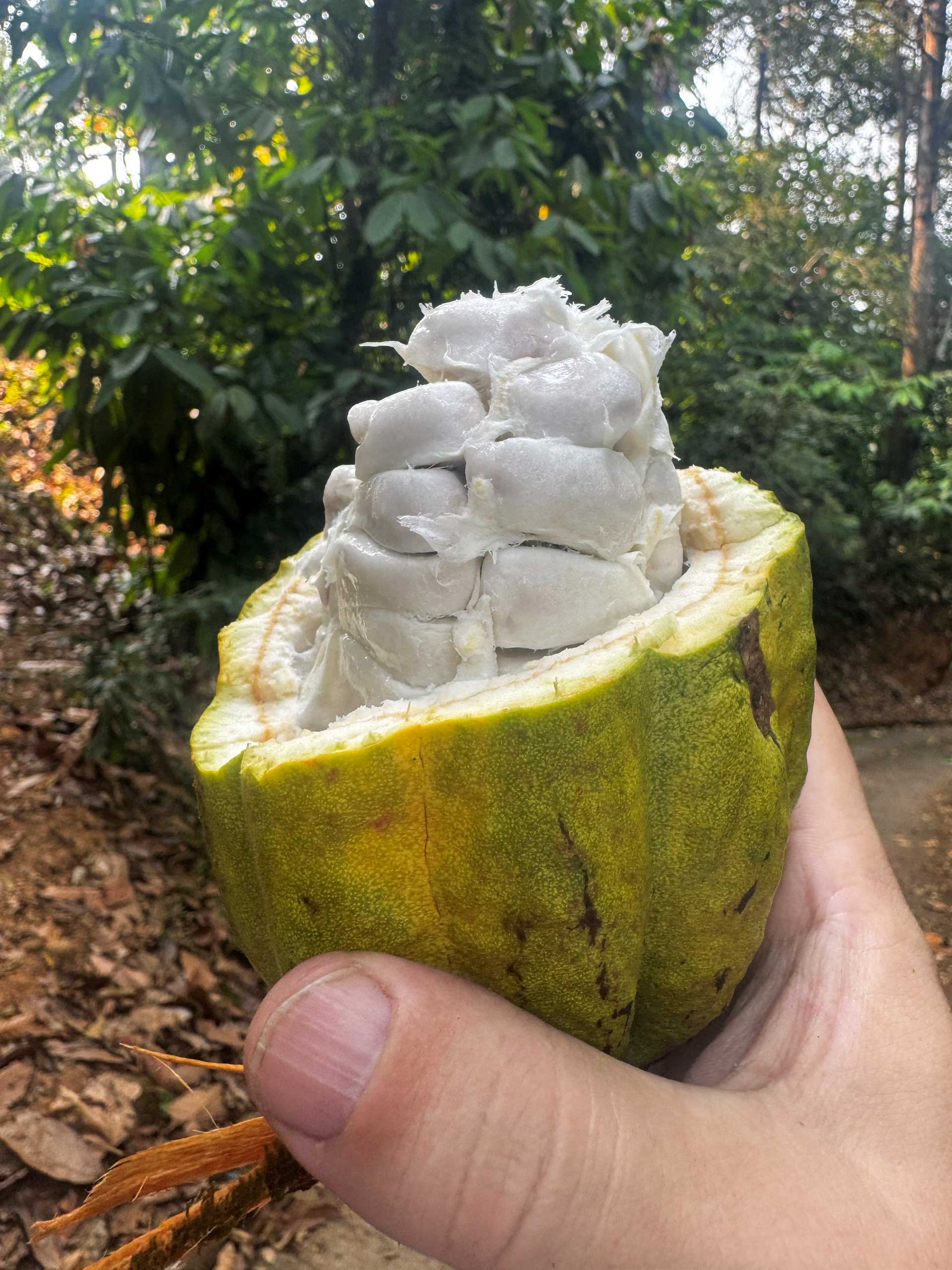 Indická farma