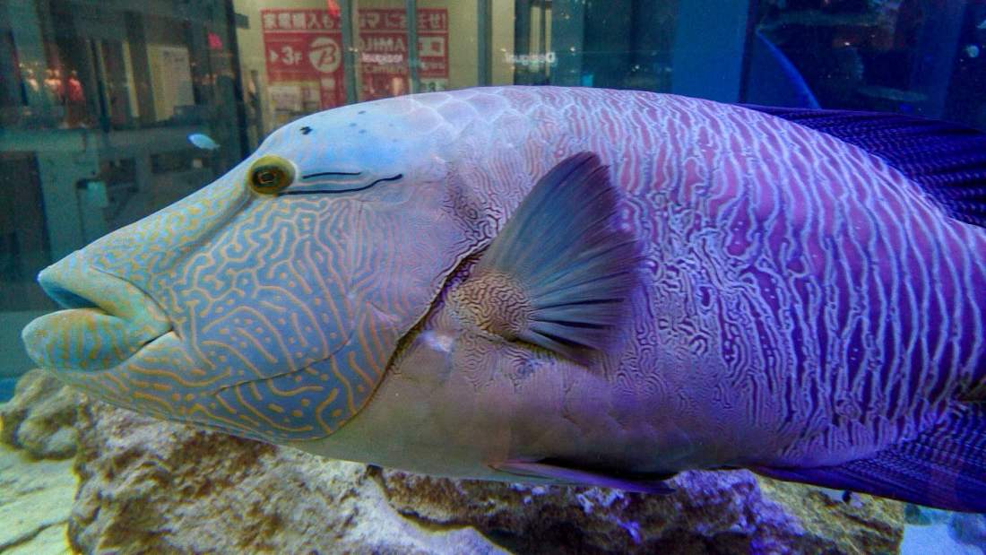 Rycom Aquarium